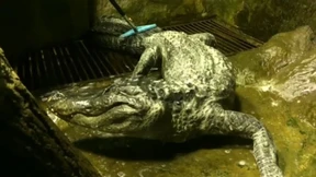 Abschied von Alligator „Saturn“