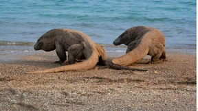 Waran und  Wirklichkeit