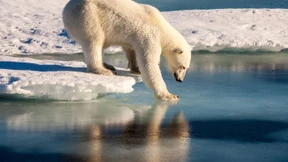 Erstes Massensterben seit dem Verschwinden der Dinosaurier
