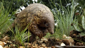 China streicht Schuppentiere von Liste der traditionellen Medizin