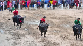Traditionelles Büffelrennen in Thailand