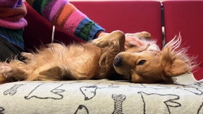 Wie Little Joe gestressten Studenten hilft