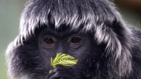 Monogamie bei Primaten soll Kindstötungen verhindern 