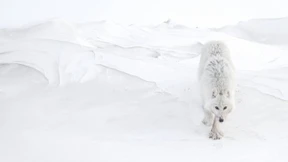 Auch Gänse unter den Opfern