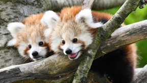 Mit dunklen Knopfaugen die Welt erkunden