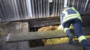 Feuerwehr rettet Rind aus Güllegrube