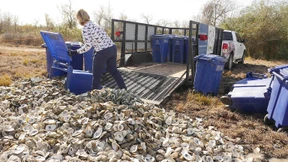 Austernschalen sollen Ökosystem retten