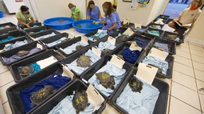 Unterkühlte Meeresschildkröten zum Aufwärmen nach Florida geflogen