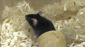 740.000 Tiere getötet