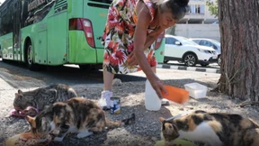 Zyperns „Cat Lady“ sorgt seit 32 Jahren für Streuner