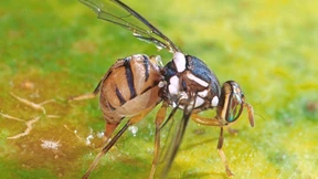 Sie vernichten wahllos Obst und Gemüse