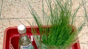 Geben die Supermärkte die Senkung der Mehrwertsteuer weiter?