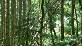 Mit den Rangern in würziger Waldluft