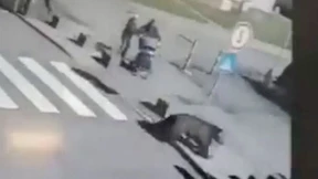 Slowakische Behörden lassen Braunbär erschießen