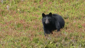 Schwarzbär schießt Selfie-Serie