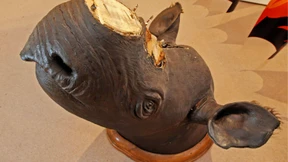 An Fasnet kam die Nashorn-Mafia