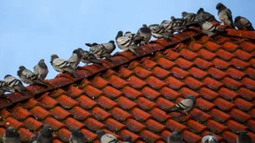 Taubenkot auf dem Balkon ist kein Mietmangel