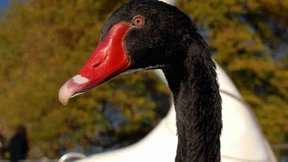 Schwarze-Schwäne-Fonds profitieren von Kurssturz