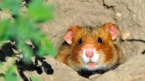 „Hamster sammeln so viel, wie es geht“