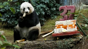 Weltältester Panda im Alter von 38 Jahren gestorben