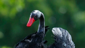 Spiel für Millionen