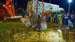 Elefant aus Brunnen gerettet