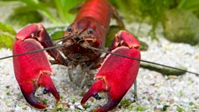 Krebsart nach Sahra Wagenknecht benannt