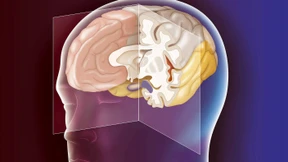 Warum die Hirnforschung noch lange spannend bleibt