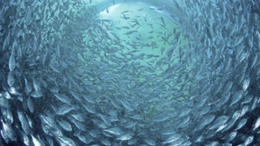 Warum Fangquoten allein die Fischbestände nicht schützen können