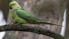 Sittiche fühlen sich im Rhein-Main-Gebiet wohl