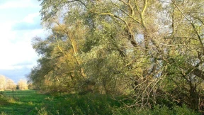 Auf Georg Büchners Spuren