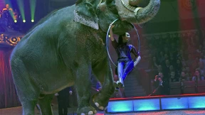 Bundesrat lässt Verbot von Wildtieren im Zirkus scheitern