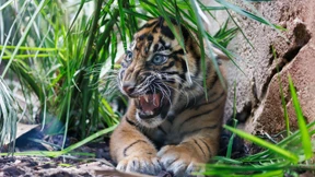 Tigerbabys verzücken die Besucher