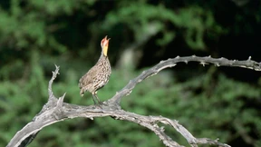 Laut, glattfüßig und standorttreu