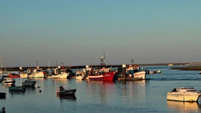 Der Oktopus ist ein Saubermann