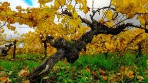 Der Saft alter Reben