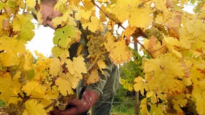 Xenon lässt die Rheingauer Winzer bangen