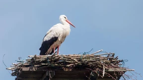 Spionageverdächtiger Storch endet im Kochtopf