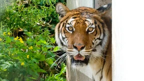 Zwei Tigerdamen als Freundinnen