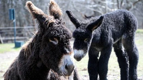 „Mein Mann hat schon die Kutsche besorgt“