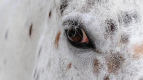 Vorsicht vor Rosstäuschern