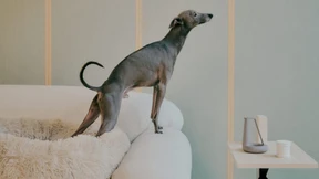 „Wir interessieren uns für die Macht der Objekte“