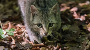 180 Haarproben dank Baldrian