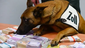 Spürhund Aki erschnüffelt 250.000 Euro Bargeld