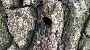 Zehn Bäume in Riedstadt vergiftet