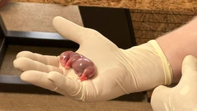 Leihmutterschaft für bedrohte Rhinos