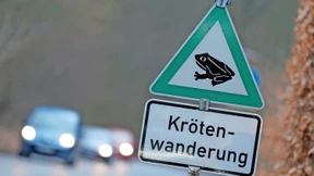 Erste Krötenwanderung in Hessen