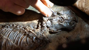 Ein Krokodil noch vollständig im Ölschiefer