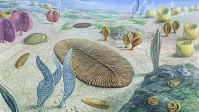 Tiere ohne Eigenschaften