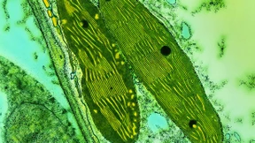 Quietschgrüne Quantenwesen